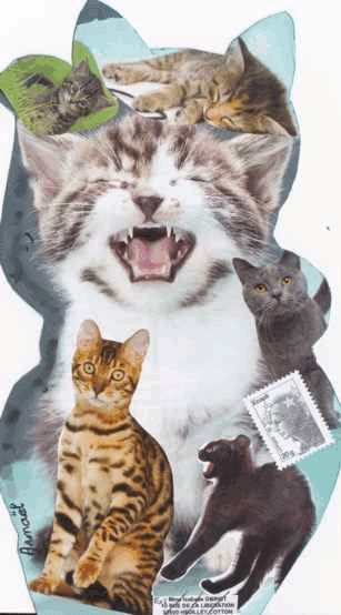 Chats Chats